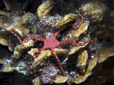 ruby brittle star