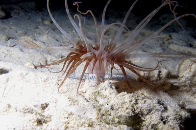 tube dwelling anemone