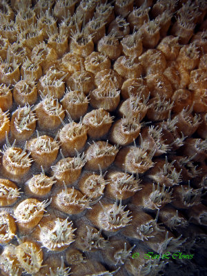 coral polyps at night