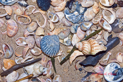 shells too
