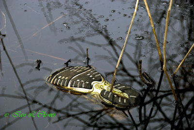 shoe in lake