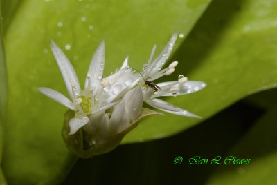 insect on wild garlic