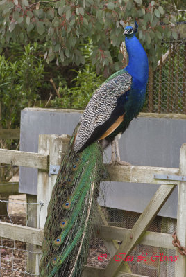 peacock portrait