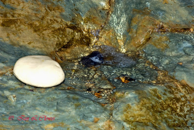 rock waterfall pool