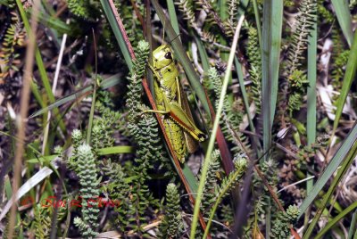 large marsh grasshopper