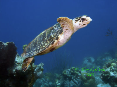 hawksbill turtle swimming