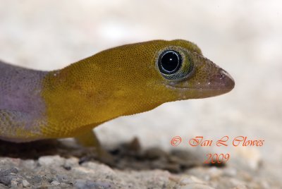 Yellow headed gecko