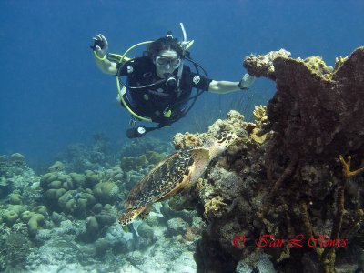 hawksbill turtle and diver