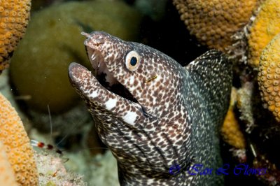 Spotted Moray and cleaner goby