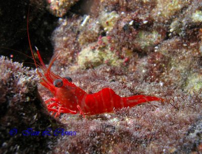 Red Night Shrimp ?