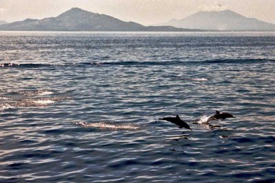 dolphins jumping bunaken straits