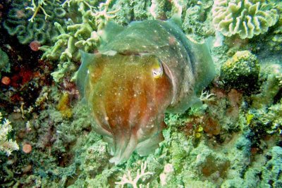 giant-cuttlefish-tasik-ria