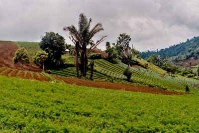 farming on the slopes of a volcano