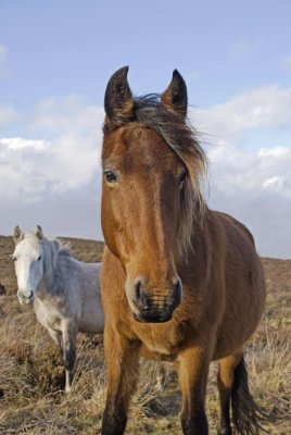 new forest pony 5
