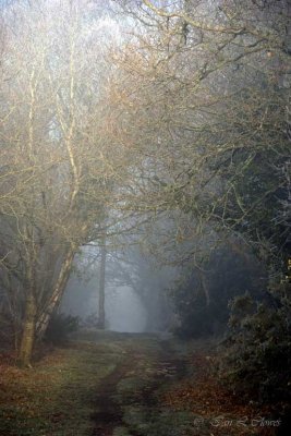 misty woodland ride