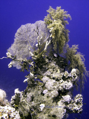 another coral pinacle raz ghazlani
