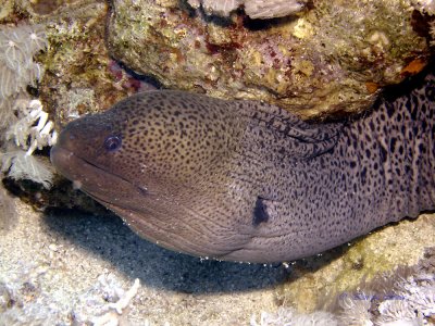 giant moray