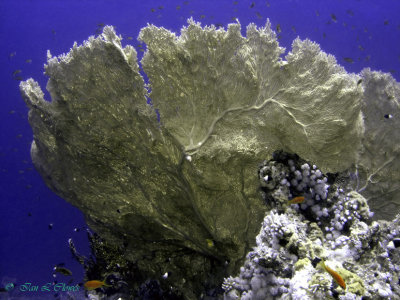 gorgonian sea fan