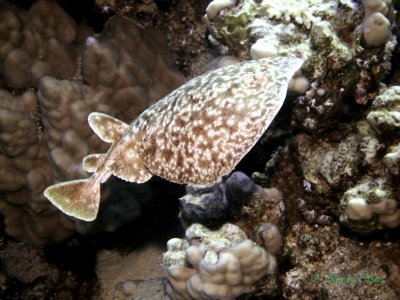 torpedo ray flying
