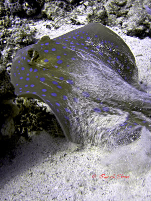 blue spotted ray take off