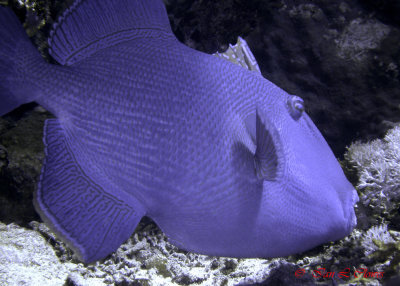 redtoothed triggerfish feeding