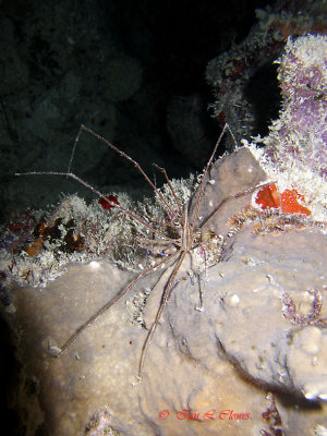 Yellowline arrow crab Bonaire