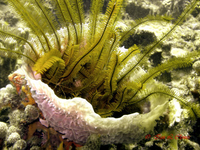 basketstar in vase sponge with yellowline arrow crab