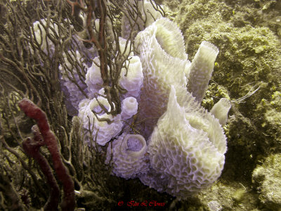 azure vase sponge and yellowline arrow crab