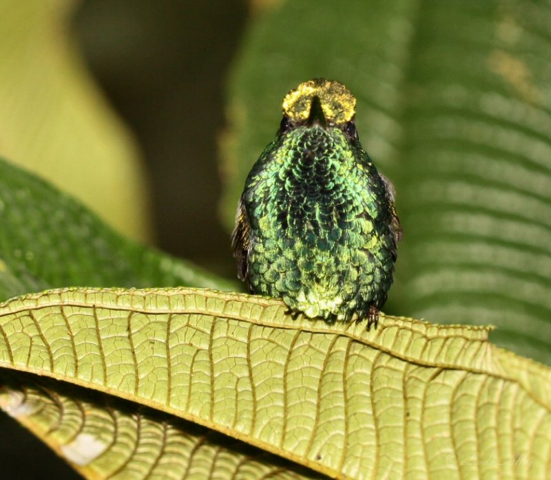 IMG_8045 buff-tailed coronet