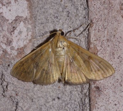 hahncappsie mancalis moth