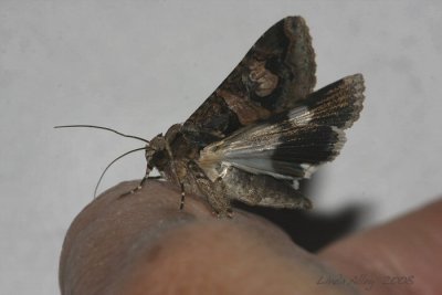 moth 17