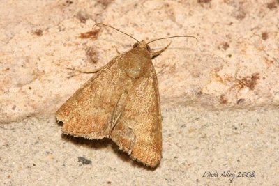 moth id 21