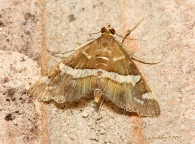 Hawaiian beet webworm