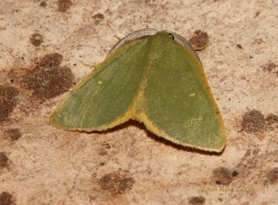 Chloraspilates bicoloraria - Hodges # 6700