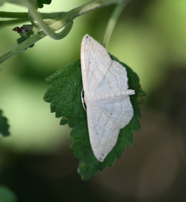 Scopula umbilicata - Swag-lined Wave