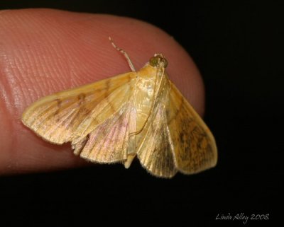 moth id 39