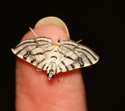 Conchylodes ovulalis - Hodges #5292 - Zebra Conchylodes Moth