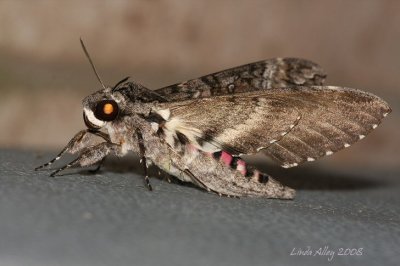 pink spotted hawk moth