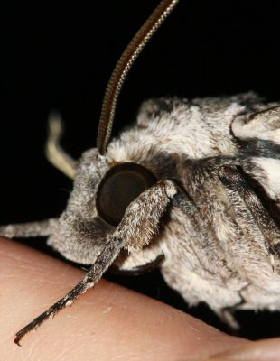 sphinx moth