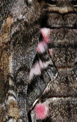 pink spotted hawkmoth scales