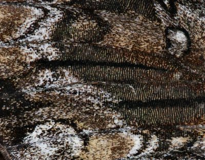 sphinx moth scales