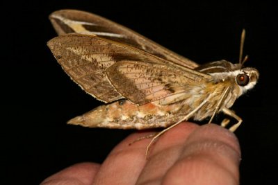 white lined sphinx