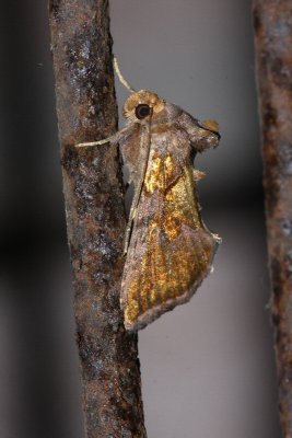 moth 61