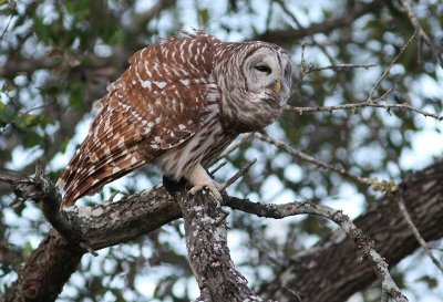 barred owl