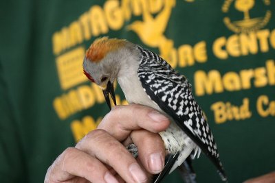 golden-fronted woodpecker