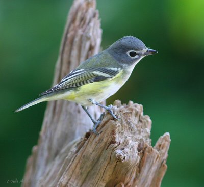 blue headed vireo