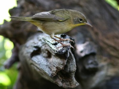 common yellowthroat
