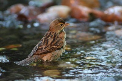 dickcissel juv