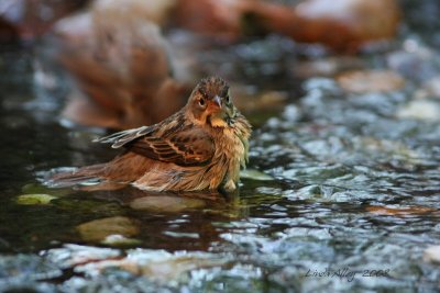 dickcissel juv