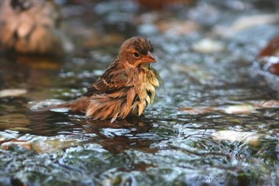 dickcissel juvenile
